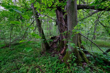 İlkbaharın sonlarında yaprak döken taze yeşil ağaçlarla çevrili yeşil ağaçlar çoğunlukla boynuz ve meşeler, Bialowieza Ormanı, Polonya, Avrupa