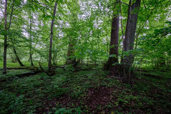 İlkbaharın sonlarında yaprak döken taze yeşil ağaçlarla çevrili yeşil ağaçlar çoğunlukla boynuz ve meşeler, Bialowieza Ormanı, Polonya, Avrupa