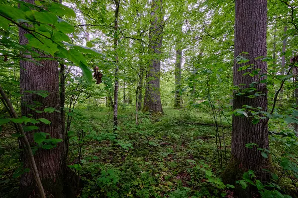 İlkbaharın sonlarında yaprak döken taze yeşil ağaçlarla çevrili yeşil ağaçlar çoğunlukla boynuz ve meşeler, Bialowieza Ormanı, Polonya, Avrupa