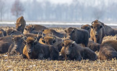 Avrupai bizon sürüsü kışın tarlada dinleniyor, Bialowieza Ormanı, Polonya, Avrupa