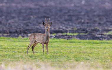 Roe Deer(Capreolus capreolus) male in sunset light and fuzzy grass in foreground, Podlaskie Voivodeship, Poland, Europe