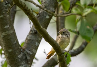 Juvenile Common redstart (Phoenicurus phoenicurus) portresi, Podlaskie Voyvodeship, Polonya, Avrupa