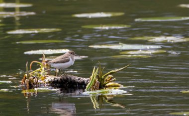 Sık Çulluk (Actitis hypoleucos) sığ su, Podlaskie Voyvodeship, Polonya, Avrupa 'da kalamus rhizomu ile beslenir