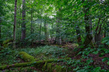 Yaz mevsiminde yaprak döken orman, etrafındaki taze yeşil ağaçlar çoğunlukla boynuz ve meşe ağaçları, Bialowieza Ormanı, Polonya, Avrupa