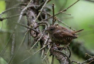 İlkbaharda, Bialowieza Ormanı, Polonya ve Avrupa 'da, Avrasya çalıkuşu (Troglodit trogloditleri) kapanır.
