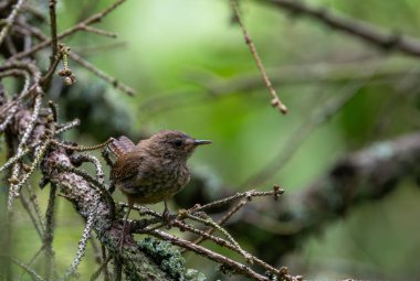 İlkbaharda, Bialowieza Ormanı, Polonya ve Avrupa 'da, Avrasya çalıkuşu (Troglodit trogloditleri) kapanır.