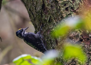 Üç Parmaklı Avrasya Ağaçkakanı (Picoides tridactylus) Spruce, Bialowieza Ormanı, Polonya, Avrupa