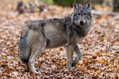 Dişi Kurt (Canis lupus) kuru yapraklar arasında kameraya bakarak yürüyor, Bialowieza Ormanı, Polonya, Avrupa