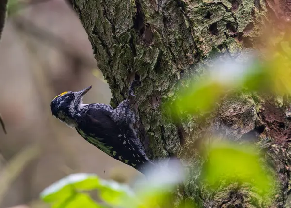 Üç Parmaklı Avrasya Ağaçkakanı (Picoides tridactylus) Spruce, Bialowieza Ormanı, Polonya, Avrupa