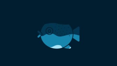 White Puffer fish icon isolated on blue background. Fugu fish japanese puffer fish. 4K Video motion graphic animation.