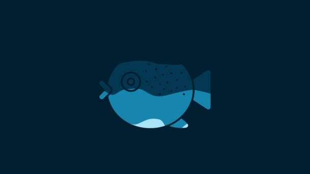 White Puffer Fish Icon Isolated Blue Background Fugu Fish Japanese — Stok video
