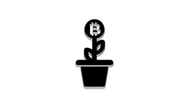 Black Bitcoin plant in the pot icon isolated on white background. Business investment growth concept. Blockchain technology, cryptocurrency mining. 4K Video motion graphic animation.