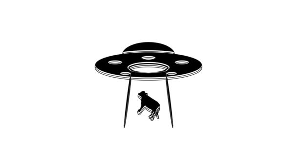 Zwarte Ufo Ontvoert Koe Pictogram Geïsoleerd Witte Achtergrond Vliegende Schotel — Stockvideo