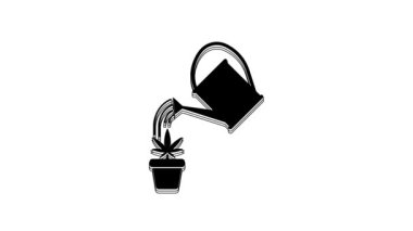 Black Watering can sprays water drops above marijuana or cannabis plant in pot icon isolated on white background. Marijuana growing concept. 4K Video motion graphic animation.