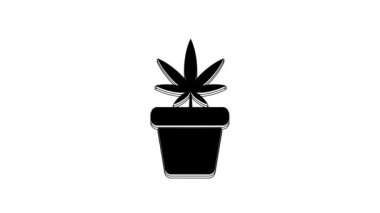 Black Medical marijuana or cannabis plant in pot icon isolated on white background. Marijuana growing concept. Hemp potted plant. 4K Video motion graphic animation.
