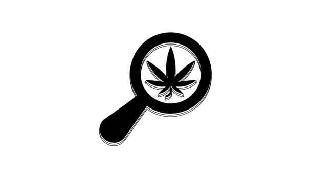Lente Ingrandimento Nera Marijuana Medica Icona Foglie Cannabis Isolate Sfondo — Video Stock