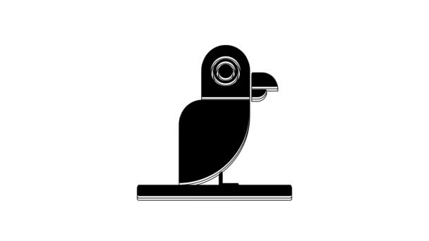Black Pirate Parrot Icon Isolated White Background Video Motion Graphic — Stockvideo