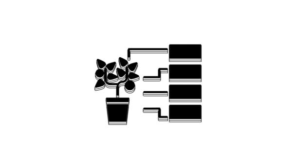 Icono Análisis Flor Negra Aislado Sobre Fondo Blanco Animación Gráfica — Vídeos de Stock