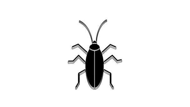 Icono Cucaracha Negra Aislado Sobre Fondo Blanco Animación Gráfica Vídeo — Vídeos de Stock