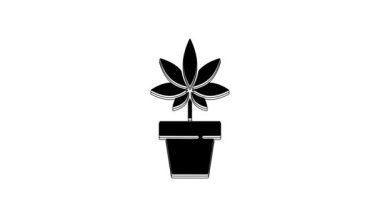 Black Medical marijuana or cannabis plant in pot icon isolated on white background. Marijuana growing concept. Hemp potted plant. 4K Video motion graphic animation.