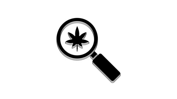 Black Magnifying Glass Medical Marijuana Cannabis Leaf Icon Isolated White — Stockvideo