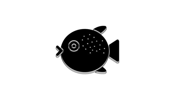 Black Puffer Fish Icon Isolated White Background Fugu Fish Japanese — Stok video