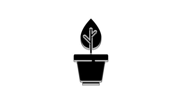 Black Plant Topf Symbol Isoliert Auf Weißem Hintergrund Pflanze Die — Stockvideo
