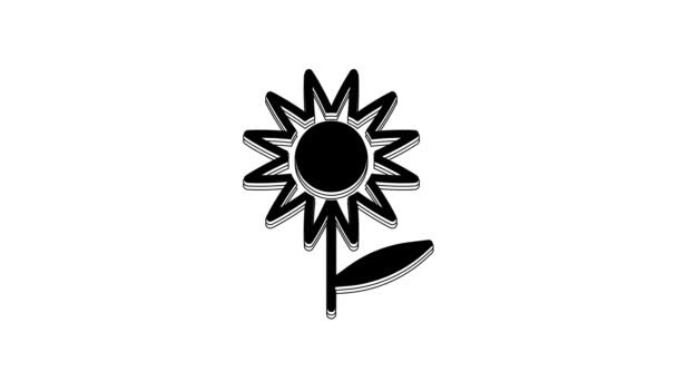 Icono Girasol Negro Aislado Sobre Fondo Blanco Animación Gráfica Vídeo — Vídeo de stock