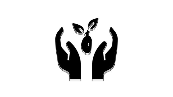 Schwarze Pflanze Der Hand Des Umweltschutzsymbols Isoliert Auf Weißem Hintergrund — Stockvideo