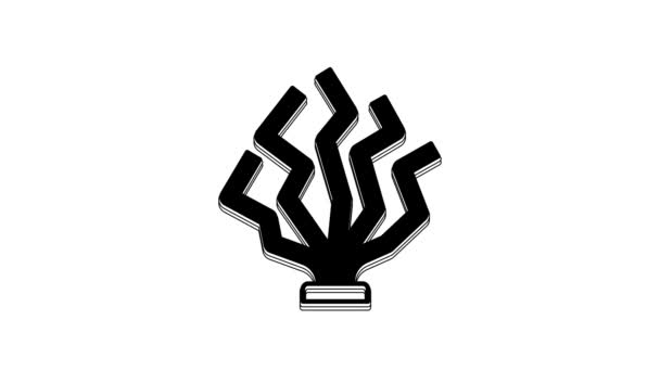 Ікона Black Coral Ізольована Білому Тлі Відеографічна Анімація — стокове відео