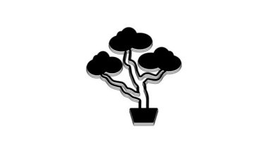 Black Japanese bonsai tree icon isolated on white background. Japanese culture, horticulture, olericulture hobby concept. 4K Video motion graphic animation.