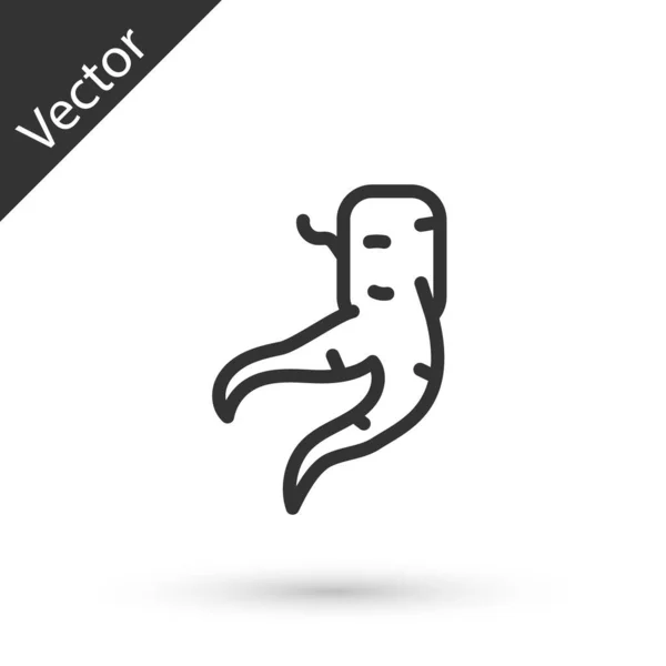 Šedá Čára Ikona Kořene Zázvoru Izolované Bílém Pozadí Vektor — Stockový vektor