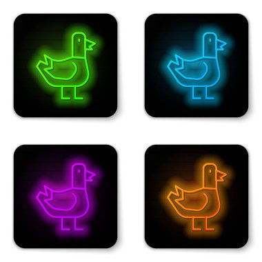 Parlayan neon hattı güvercin simgesi beyaz arkaplanda izole edildi. Siyah kare düğme. Vektör.