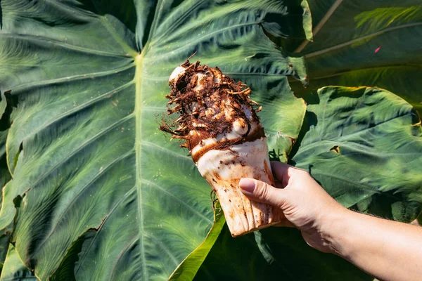 stock image Corm of Taro plant - Colocasia esculenta in Sotira city, Famagusta district in Cyprus island country