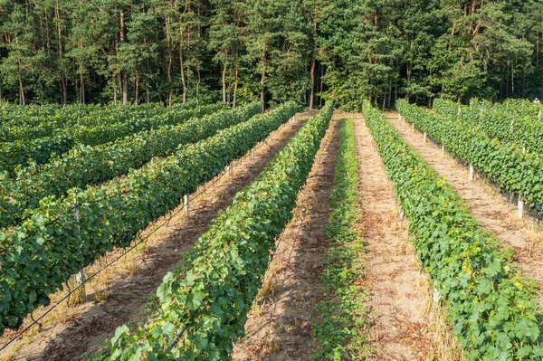 stock image Dworzno, Poland - August 21, 2022: Row of vine grapes in Dworzno vineyard in Dworzno village, Zyrardow County