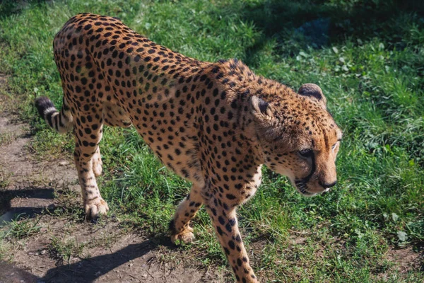 Chorzow Polen Augusti 2022 Cheetah Schlesiska Zoo Chorzow Stad — Stockfoto