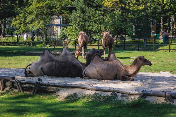 stock image Chorzow, Poland - August 26, 2022: Enclosure of Wild Bactrian camels in Silesian ZOO in Chorzow city