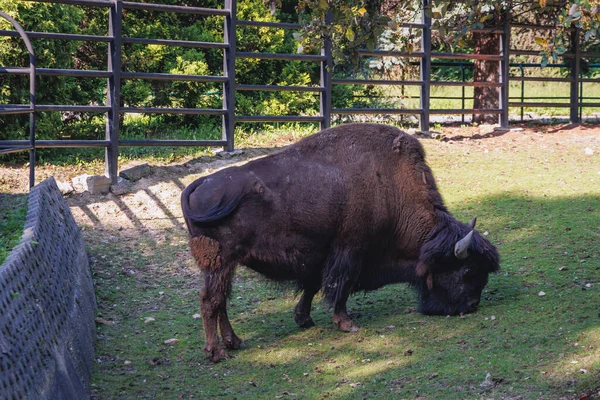 Chorzow Pologne Août 2022 Bison Des Bois Dans Zoo Silésien — Photo