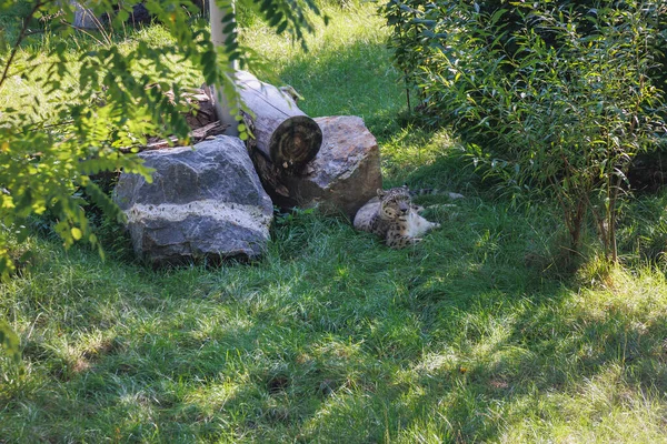 Chorzow Polen August 2022 Schneeleopard Gehege Schlesischen Zoo Chorzow — Stockfoto