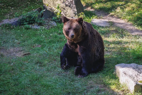 Chorzów Polska Sierpnia 2022 Niedźwiedź Brunatny Zoo Śląskim Chorzowie — Zdjęcie stockowe