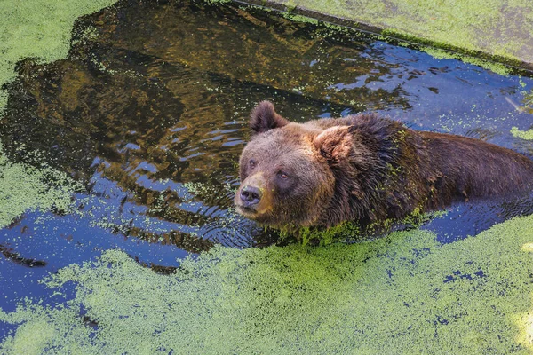 Chorzow Polsko Srpna 2022 Medvěd Hnědý Plave Rybníce Slezské Zoo — Stock fotografie