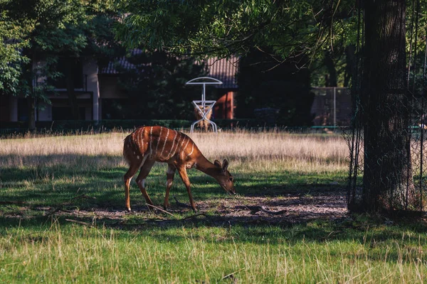 Chorzow Polen Augustus 2022 Jonge Nyala Silezië Zoo Stad Chorzow — Stockfoto