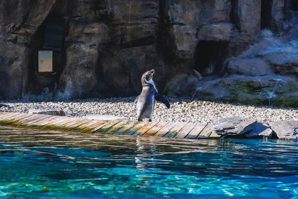 Chorzow Polonia Agosto 2022 Pinguino Humboldt Nello Zoo Slesiano Città — Foto Stock