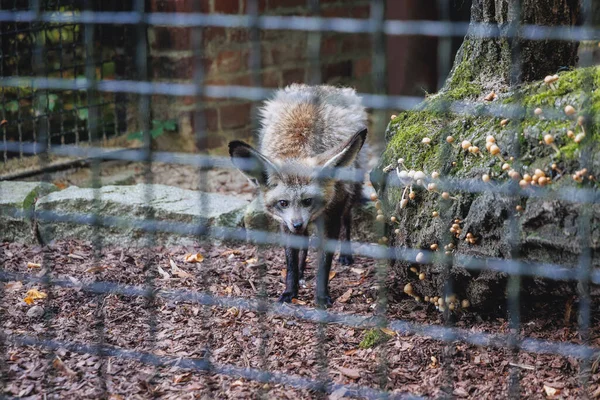 波兰Chorzow 2022年8月26日 Chorzow Silesian Zoo Bat Eared Fox Otocyon Megalotis — 图库照片