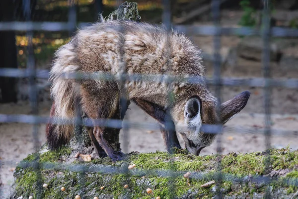 2022年8月26日 ポーランド チョルツウ市シレジア動物園でコウモリ耳狐 — ストック写真