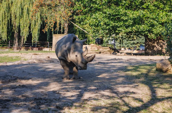 Chorzow Polonia Agosto 2022 Recinzione Con Rinoceronte Bianco Nello Zoo — Foto Stock