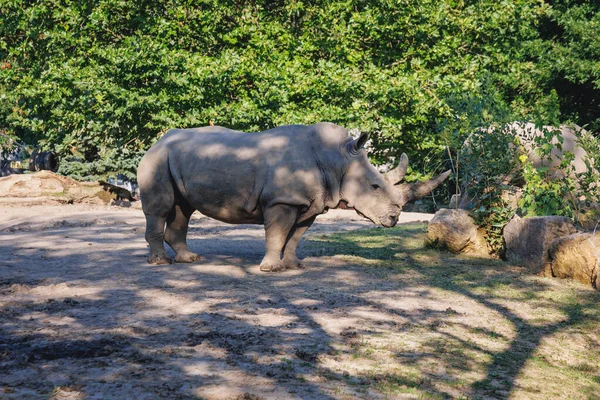 波兰Chorzow 2022年8月26日 Chorzow市Silesian Zoo的白犀牛 — 图库照片