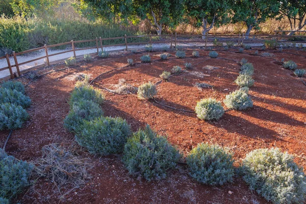 stock image Avgorou, Cyprus - September 26, 2022: Garden with planted herbs n CyHerbia Botanical Park and Labyrinth in Avgorou town