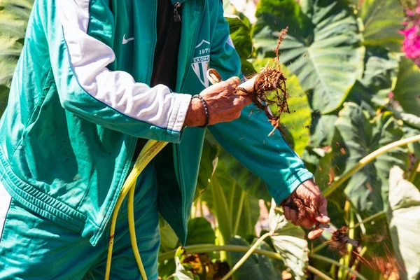 stock image Sotira, Cyprus - September 27, 2022: Man shows how to harvest the Taro plant from the field in Sotira