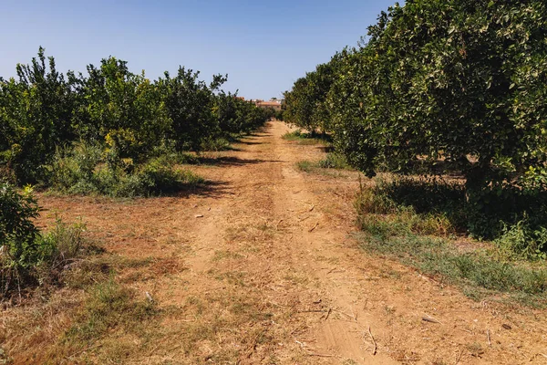 Trachoni Chipre Septiembre 2022 Callejón Largo Las Naranjas Mandarina Granja — Foto de Stock
